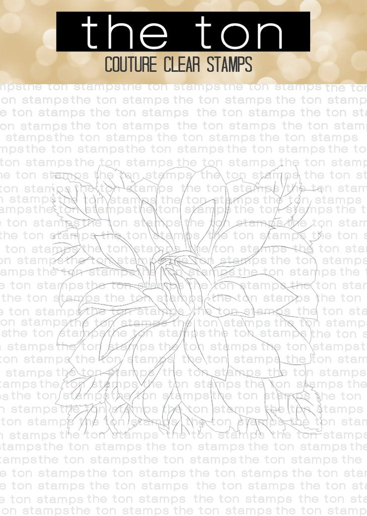 Dahlia Close Up 2*