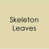 Heavy Base Weight Card Stock Skeleton Leaves 10pk